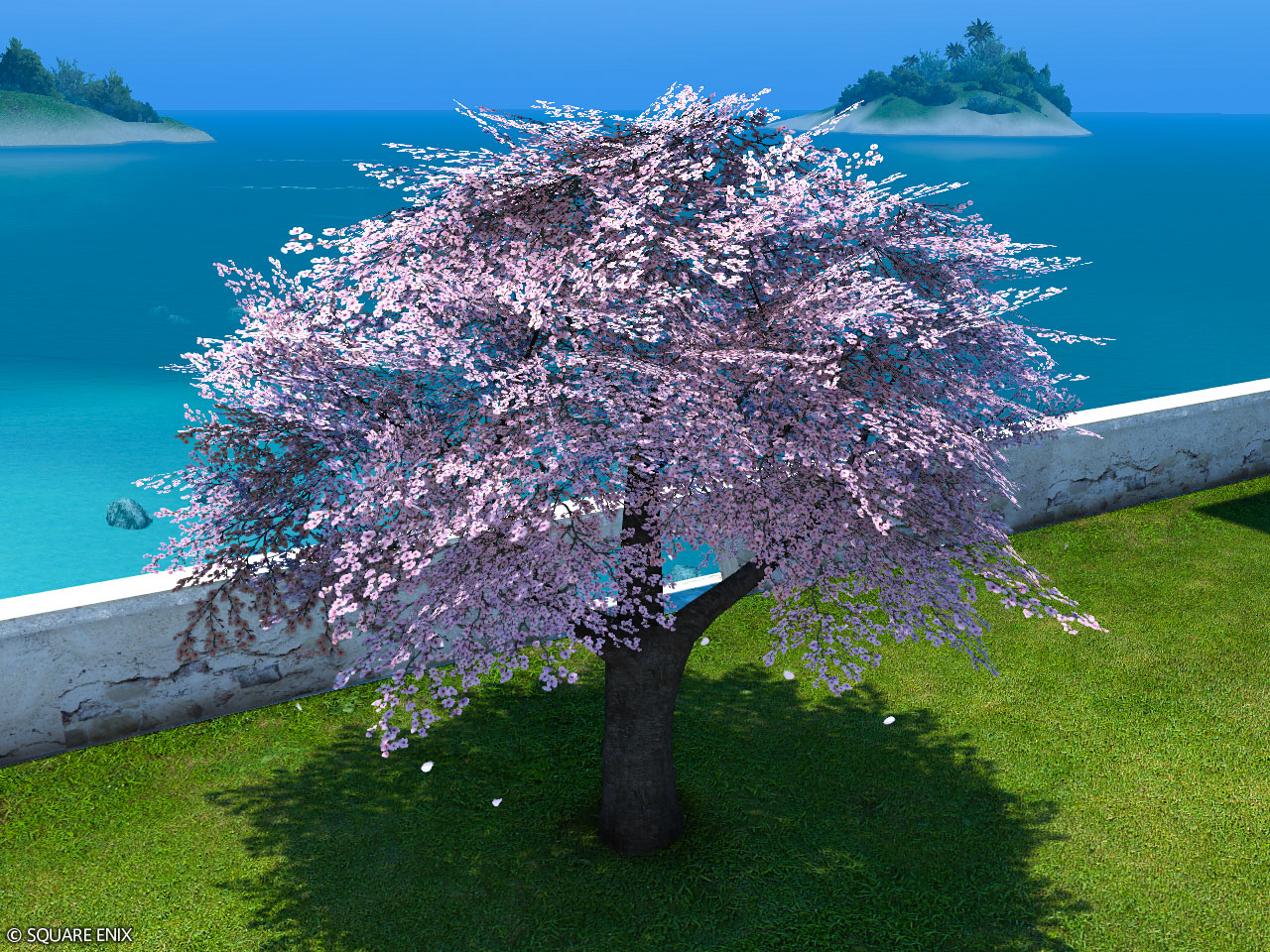 Authentic Eastern Cherry Tree