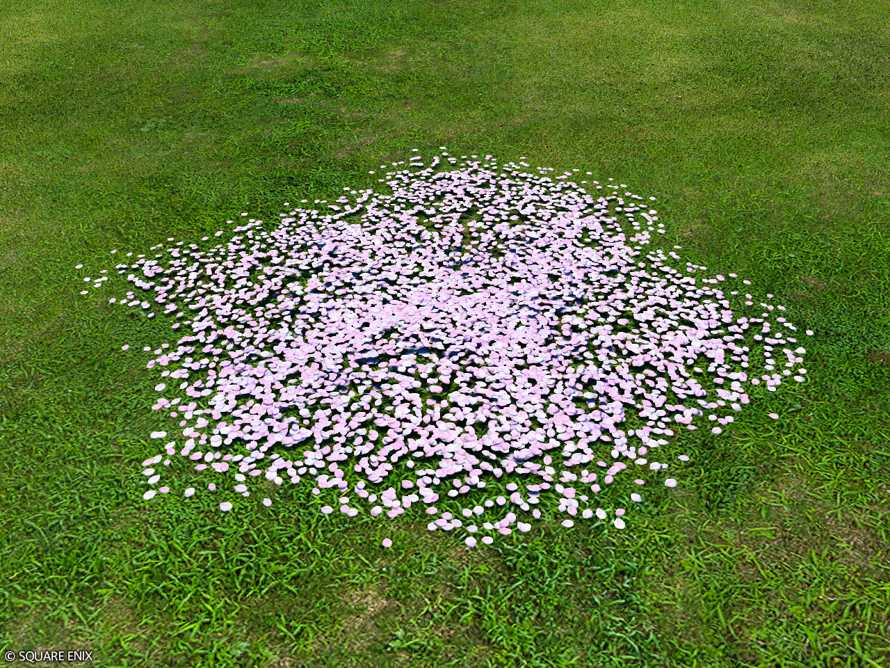 Authentic Eastern Cherry Petal Pile